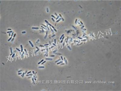 生物解鉀菌
