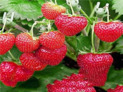 草莓營養解決方案