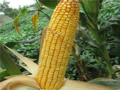 玉米營養方案