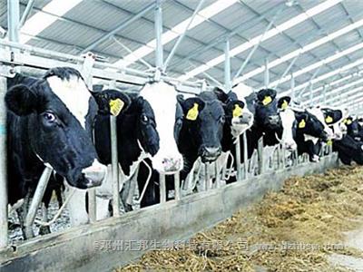 牛糞發酵劑解決奶牛養殖廠糞便處理老大難問題