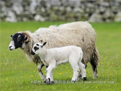 羊糞施用前為什么必 須經過發酵處理？
