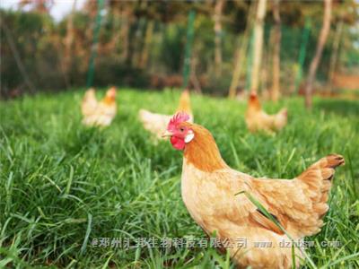 雞糞有機肥發酵方法