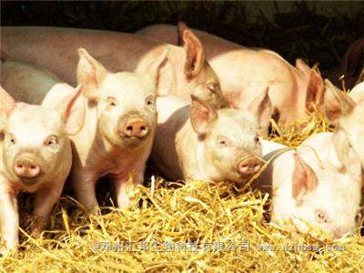 豬糞發酵方法詳解